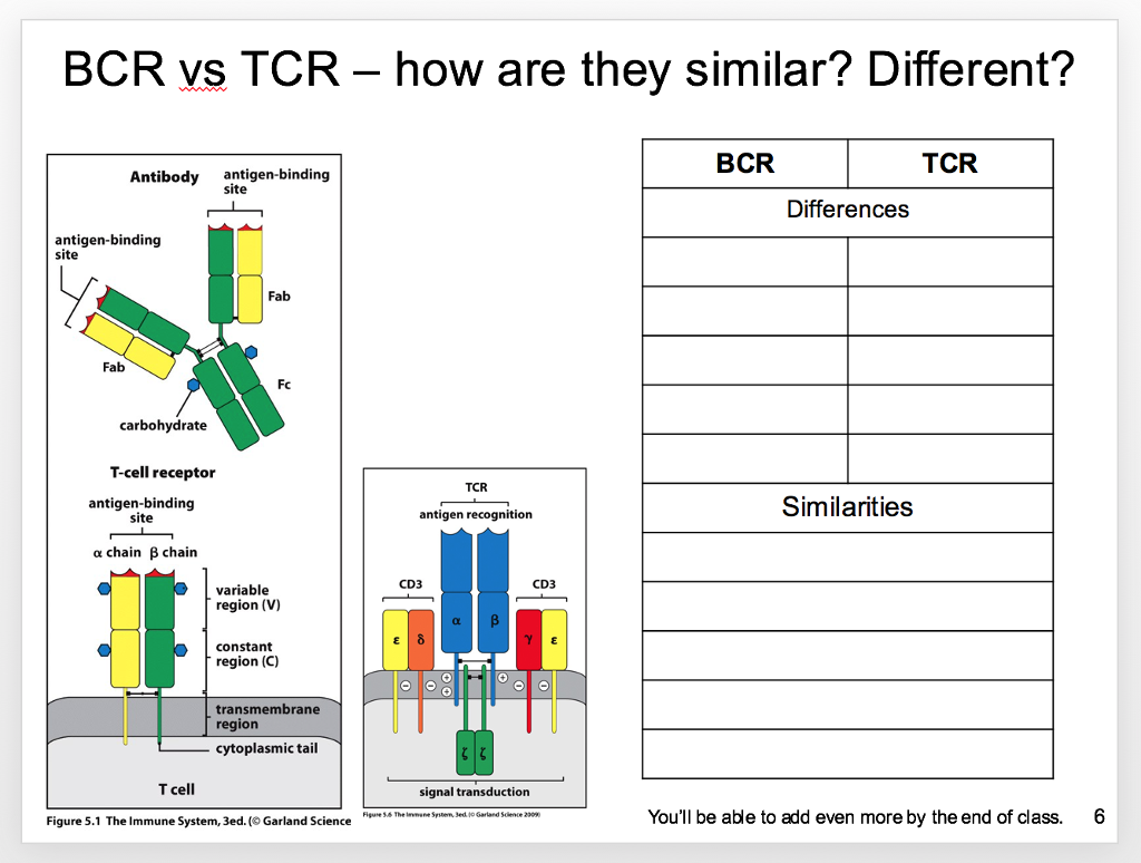Question: BCR vs TCR - how are they similar? Different? BCR TCR Antibody antigen-binding site Differences a...