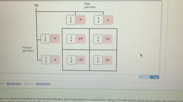 Question: Yy Male gametes 2 1 YY 2 Female gametes 1YY ? help ns My Answers Give Up Review Part are is a con...