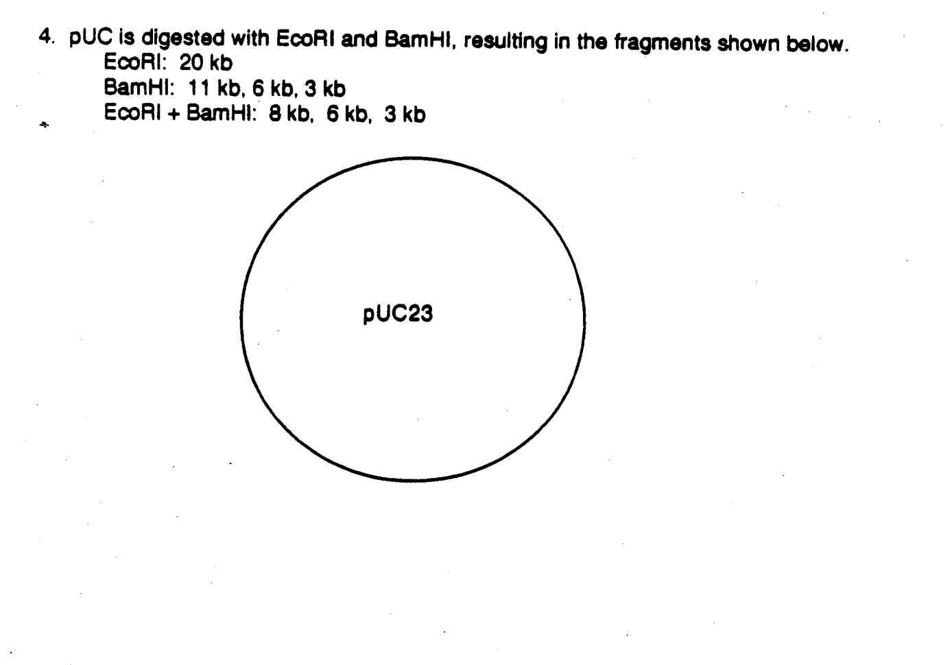 Solved PUC is digested with EcoRI and BamHI, resulting in | Chegg.com, image size:1388x970