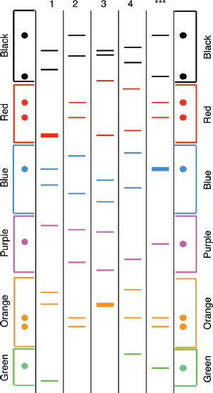 Question: 19) The figure below shows DNA fingerprint analysis of thegenomic DNA from semen associated with...