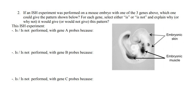 Question: 2. If an ISH experiment was performed on a mouse embryo with one of the 3 genes above, which one ...