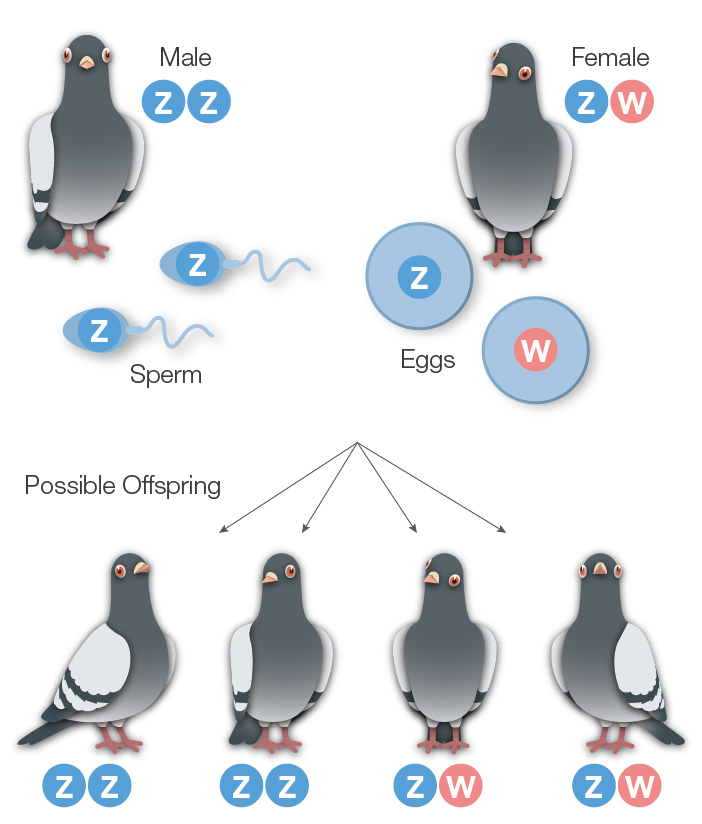 Solved The Sex Chromosomes In Birds Are Designated Z And 5457