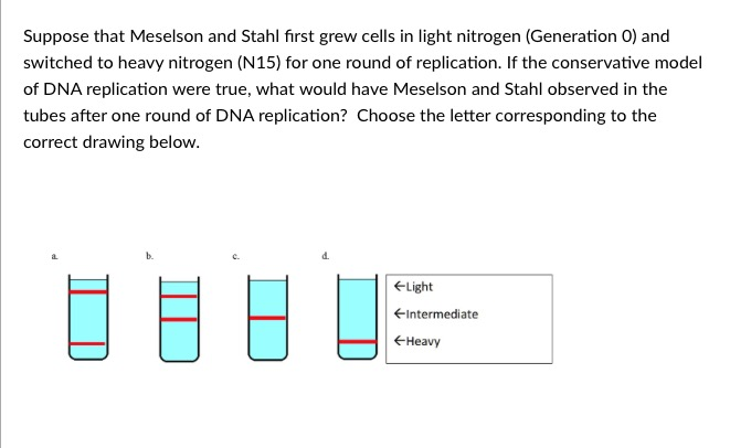 Question: Suppose that Meselson and Stahl first grew cells in light nitrogen (Generation O) and switched to...