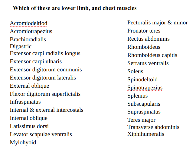 Bones of lower limb ppt image