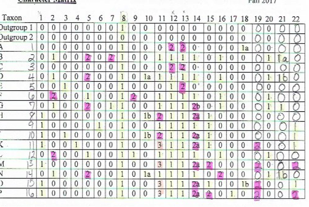 Question: Can anyone help me build aladder type tree using this matrix, I have also lumped the specieaby ...