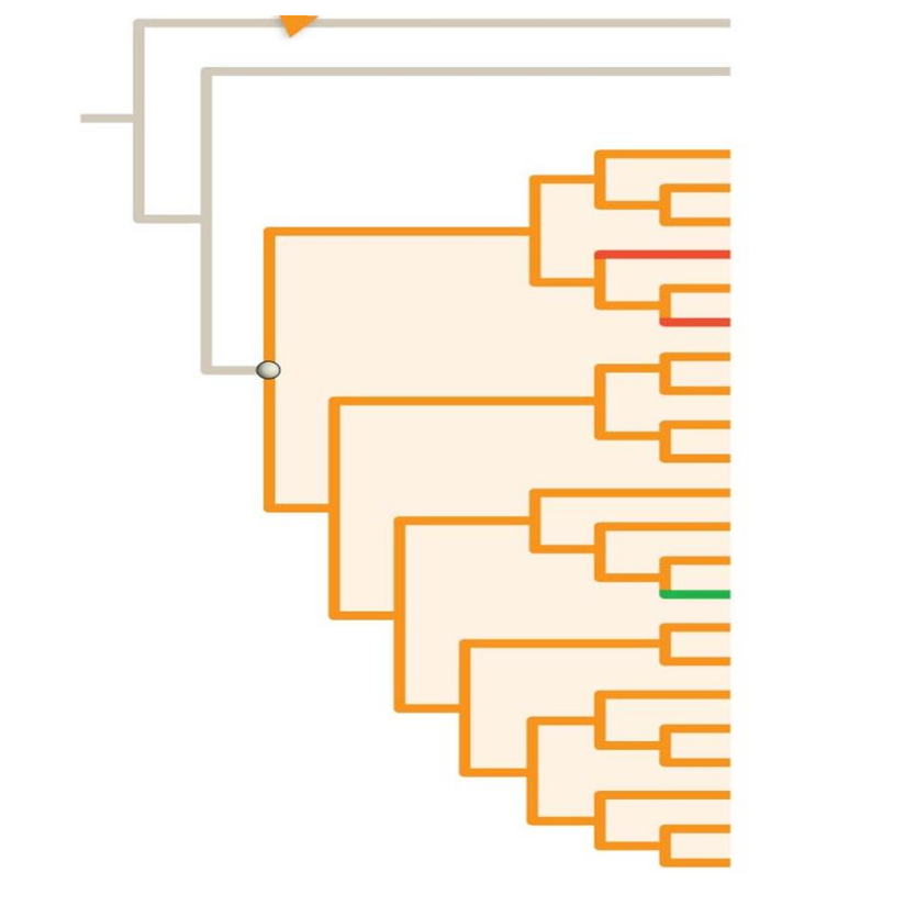 Question: Label the following on this figure:  Tips of the tree corresponding to Bacteria, Fungi, Land Plan...