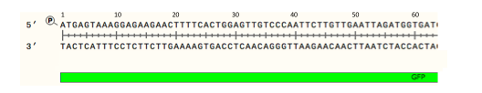Question: 2. The schematic below shows the first 63 bp ofthe GFP ORF as double-stranded DNA2a. Write out...