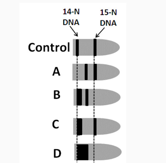 Question: 14-N DNA 15-N DNA Control