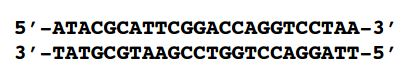 Question: Your graduate advisor asks you to amplify the following sequenceof DNA by PCR:a) To ensure tha...