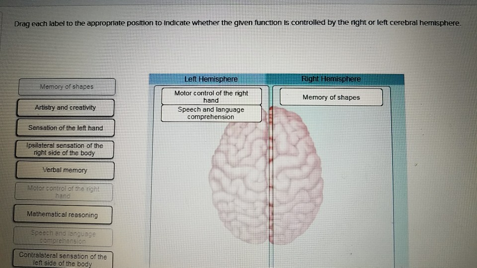 Question: Drag each label to the appropriate postion to indicate whether the gven function is controlled by...