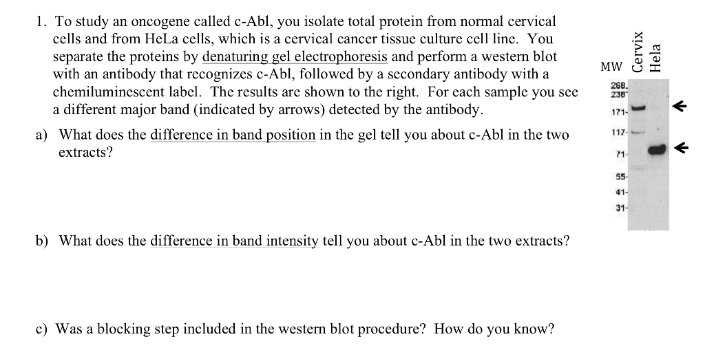 Question: To study an oncogene called c-Abl, you isolate total protein from normal cervical cells and from ...