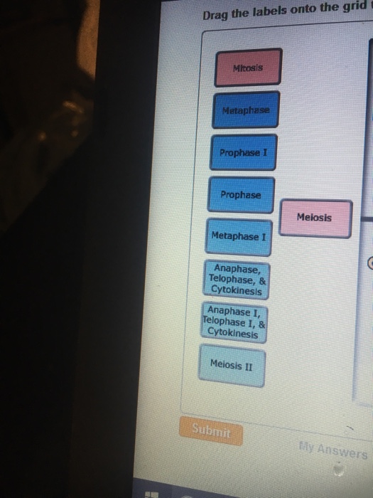 Question: Drag the labels onto the grid Mitosls Metaphase Prophase I Prophase Melosis Metaphase I Anaphase ...