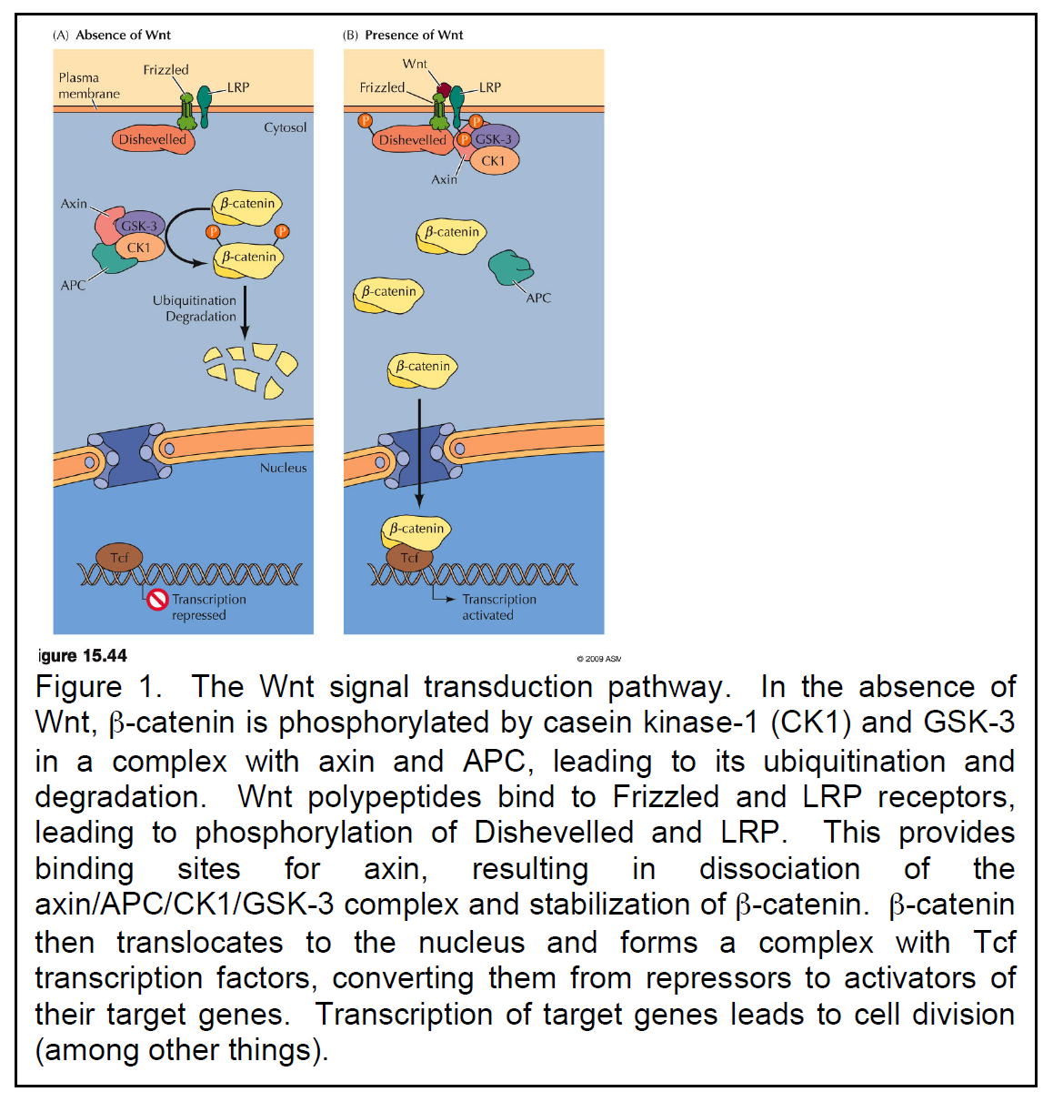 Question: Consider the Wnt signal transduction pathway in the figure. TheWnt signaltransduction pathway i...