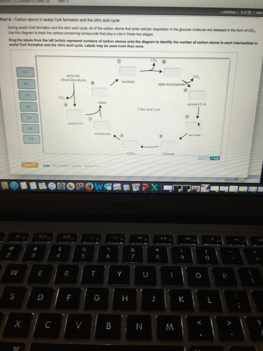 Question: During acetyl CoA formation and the citric acid cycle, all of the carbon  that enter  in the gluc...