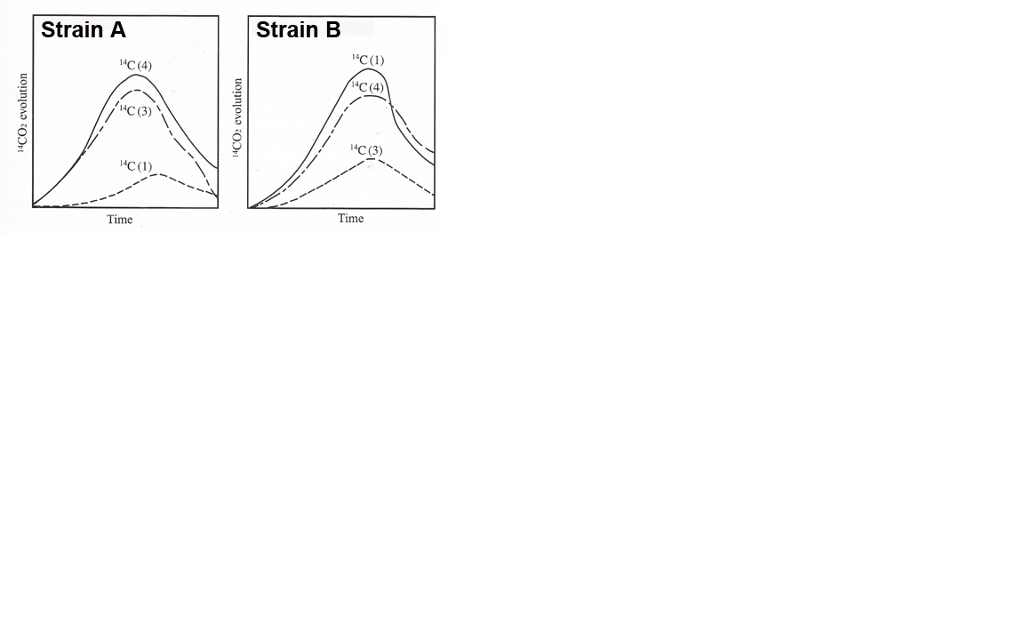 Question: The following two graphs show the same types of respirometricexperiments with two strains of bac...
