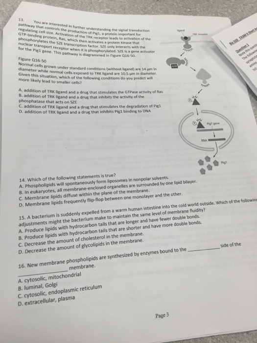 Question: You are interested in further understanding the signal transduction pathway that controls the pro...