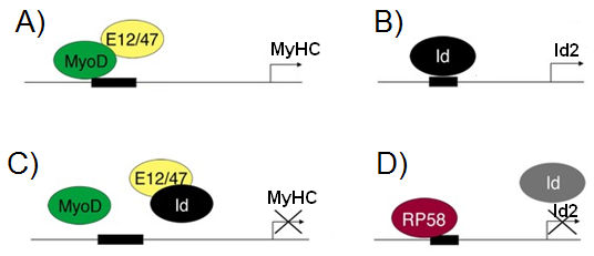 Question: The figure below shows the regulation of genes involved inmuscle commitment and differentiation....
