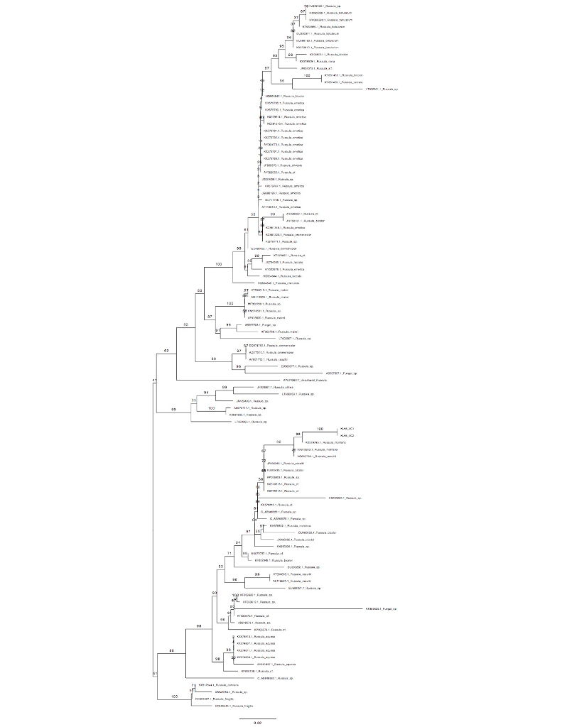 Question: A mushroom was sequenced through a PCR reaction and this is thephylogenetic tree created. I am h...