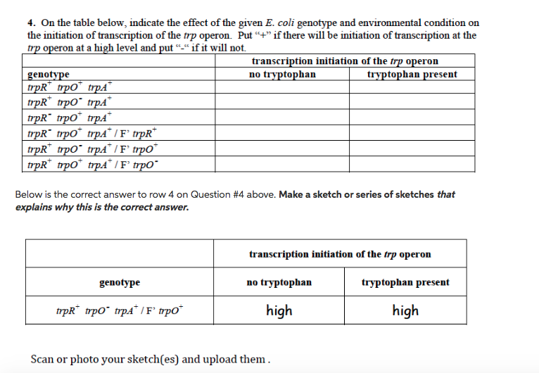 Question: On the table below, indicate the effect of the given E. coli genotype and environmental condition...