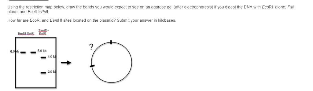 Question: 1. You've just finished cloning a DNA fragment into aplasmid,&nbsp;&nbsp;Please describe the str...