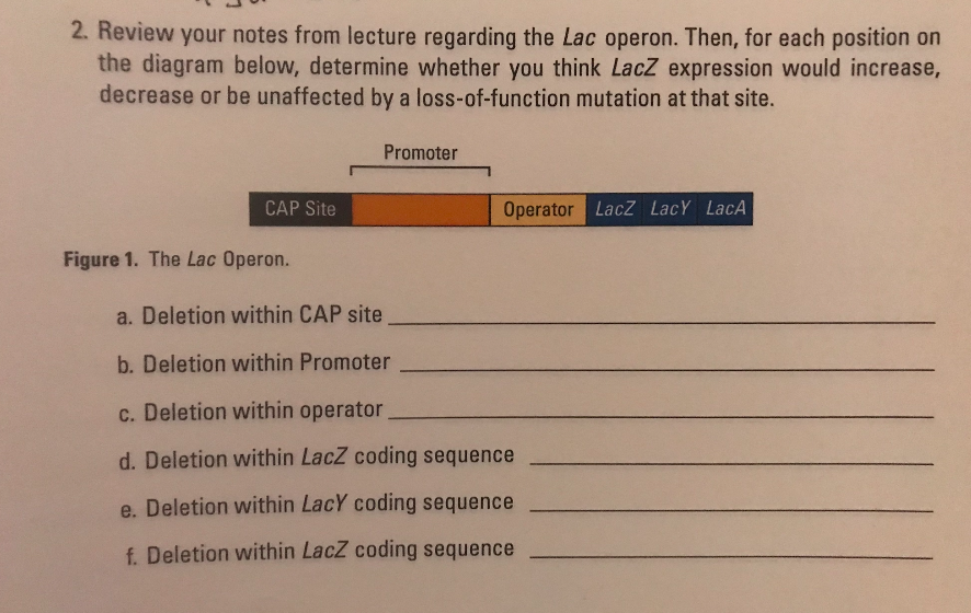 Question: 2. Review your notes from lecture regarding the Lac operon. Then, for each position on the diagra...