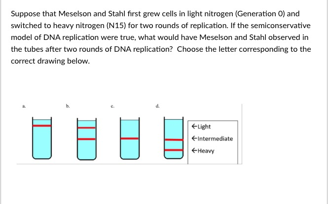 Question: Suppose that Meselson and Stahl first grew cells in light nitrogen (Generation O) and switched to...