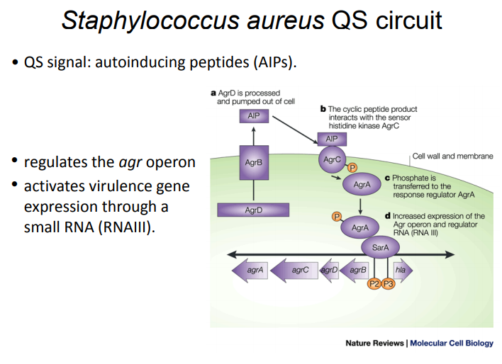 Question: Virulence genes in the pathogen Staphylococcus aureusare activated only when the cell density re...