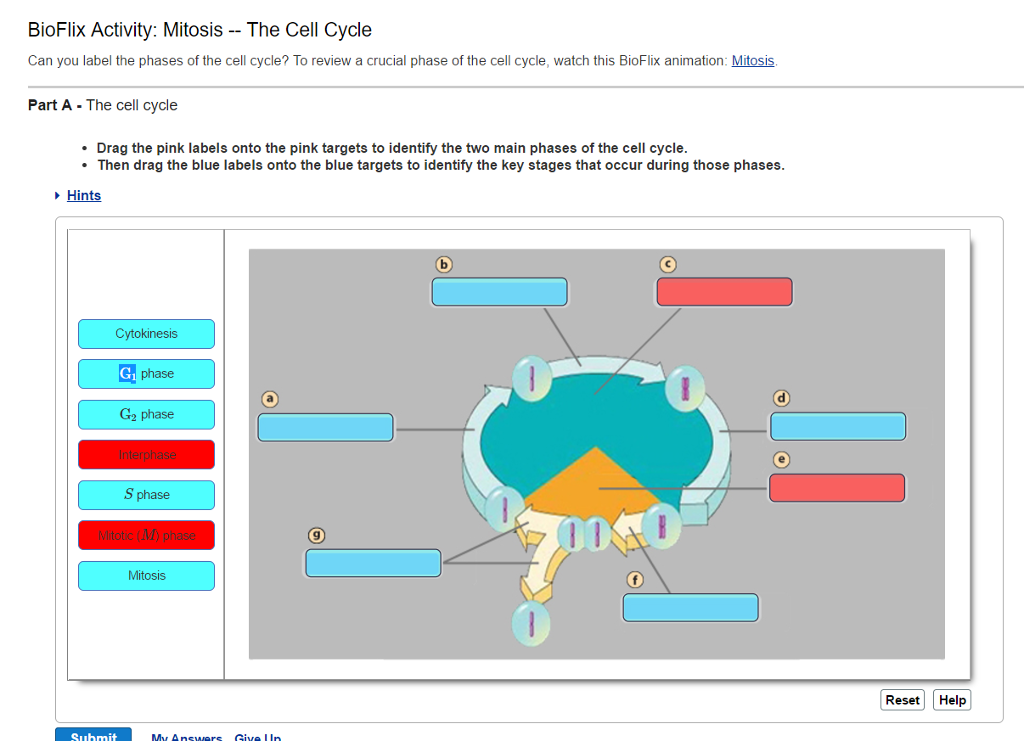 Solved Can You Label The Phases Of The Cell Cycle? To Rev...