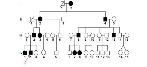 Question: *Help with GENETICS HW Questions*1.) The following human family pedigree represent theinheritan...