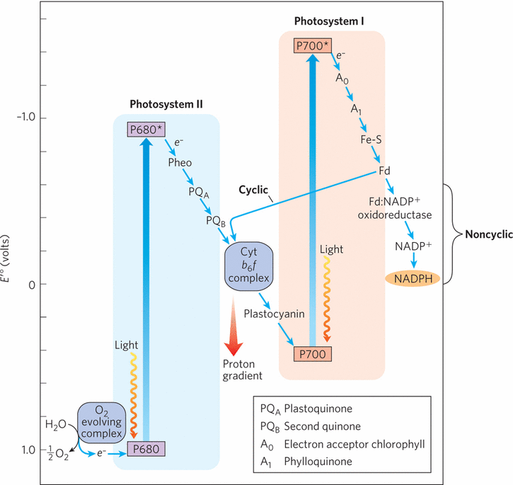 Solved When Chloroplasts Are Treated With 3(3, 4dichlor...