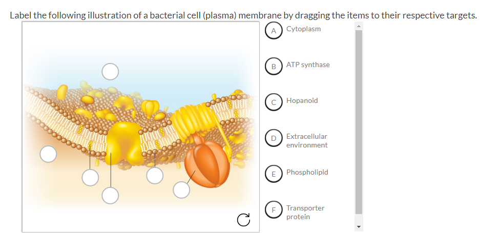 Question: Label the following illustration of a bacterial cell (plasma) membrane by dragging the items to t...