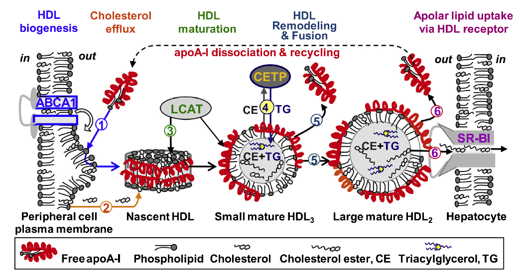 Question: HDL biogenesis HDL Remodeling & Fusion HDL Cholesterol efflux Apolar lipid uptake via HDL recepto...