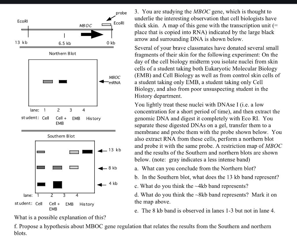 Question: You are studying the MBOC gene, which is thought to underlie the interesting observation that cel...