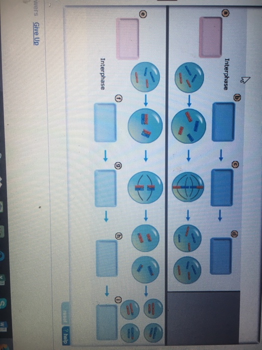 Question: Drag the labels onto the grid Mitosls Metaphase Prophase I Prophase Melosis Metaphase I Anaphase ...