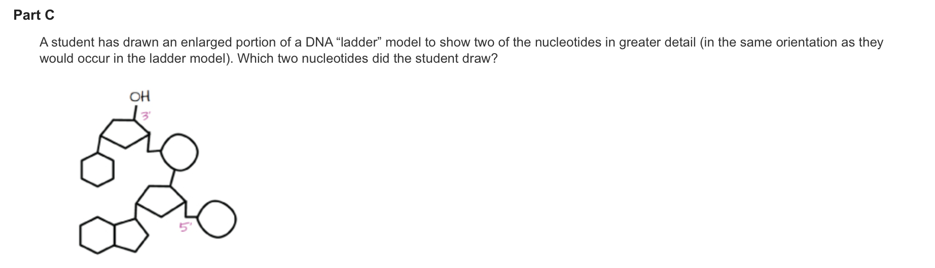 solved-a-student-has-drawn-an-enlarged-portion-of-a-dna-chegg