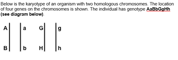 Question: Show the major steps of mitosis that need tohappen for this cell to produce two new daughter cel...