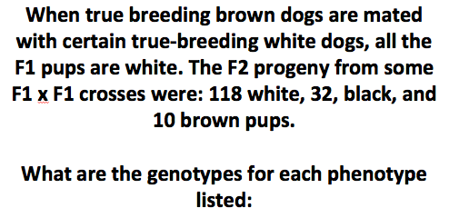 Question: When true breeding brown dogs are mated with certain true-breeding white dogs, all the FI pups ar...