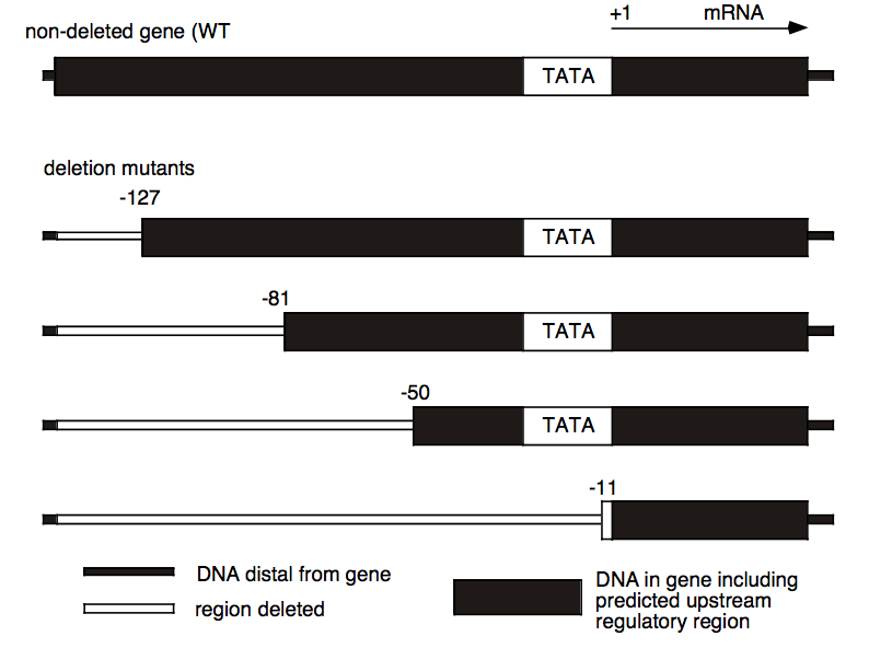 Question: You are interested in studying eukaryotic transcription factorsand have developed an in vitro tr...