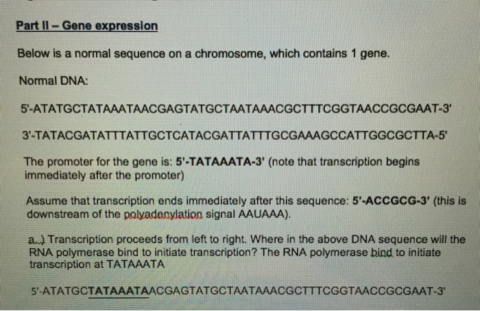 Question: The mature mRNA will leave the nucleus and binds to aribosome. Show the sequence of amino acid c...