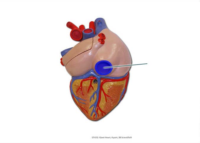 Question: UGTk: Gard Heart 4 part, 3B Scientice