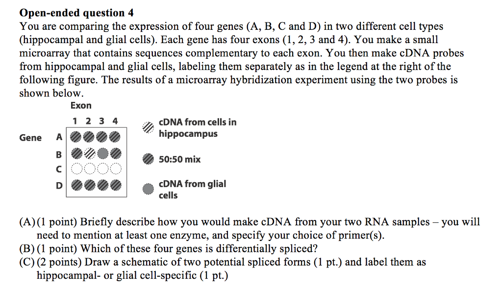 Question: Open-ended question 4 You are comparing the expression of four genes (A, B, C and D) in two diffe...