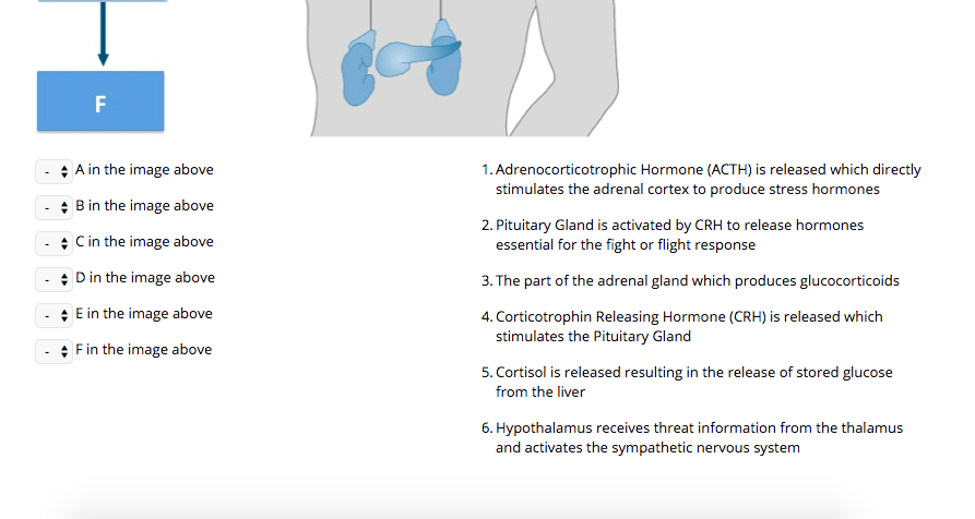 Question: Match the letter in the image below to the correct physiological response in the HPA axis: