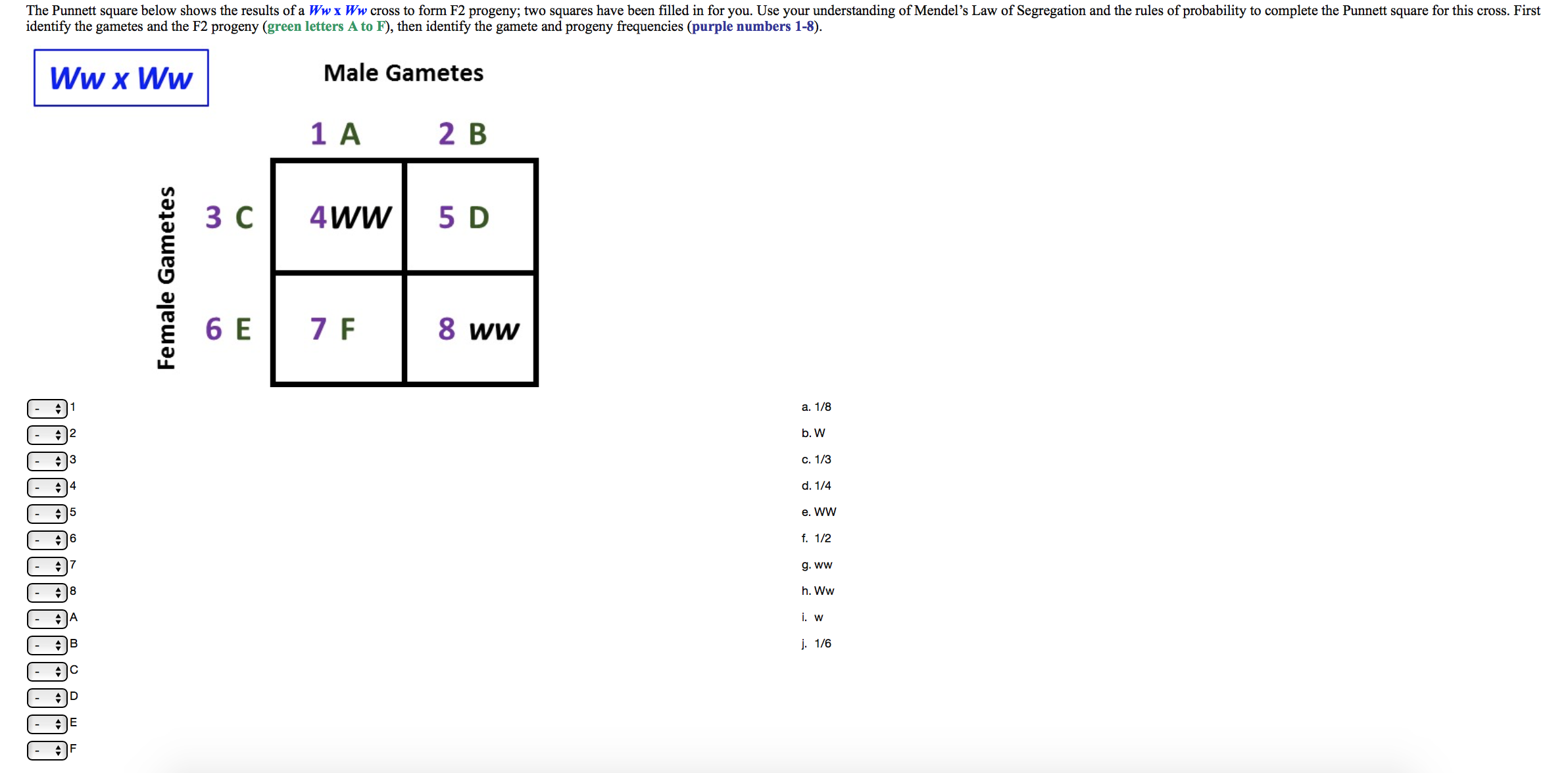 Punnet square homework help
