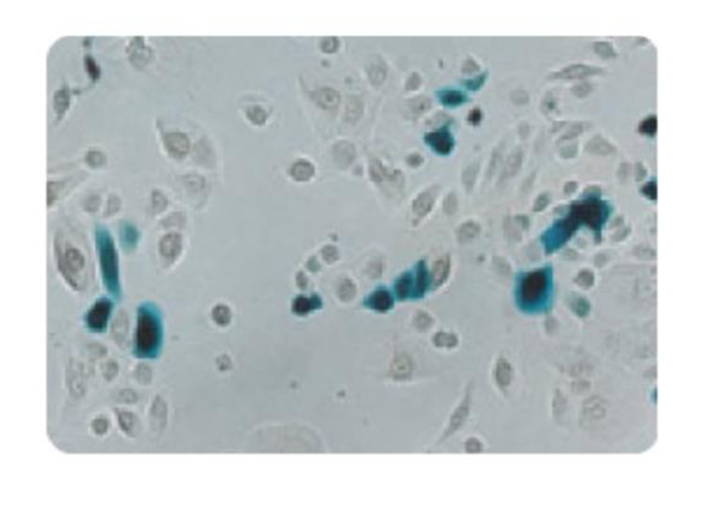 Question: Estimate the transfection efficiency shown in the imagebelow.