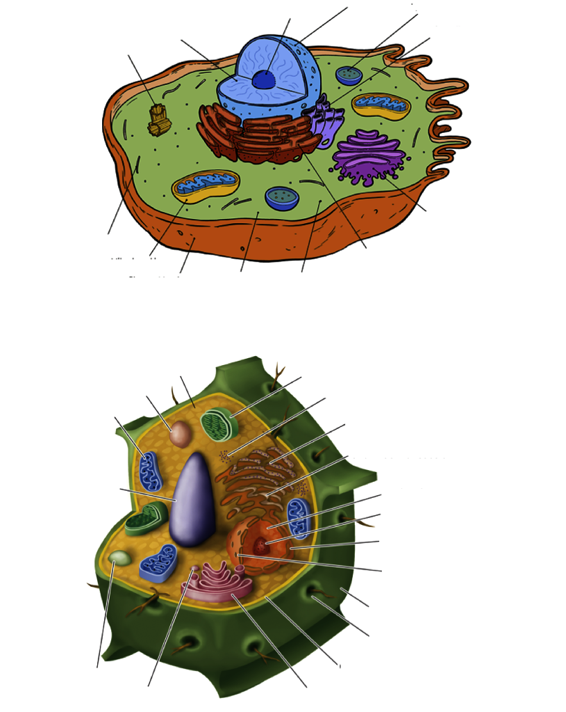 Question: Please fill out the diagrams.