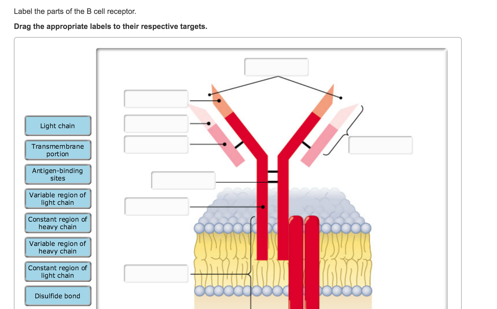 Question: Label the parts of the B cell receptor.  Drag the appropriate labels to their respective targets.