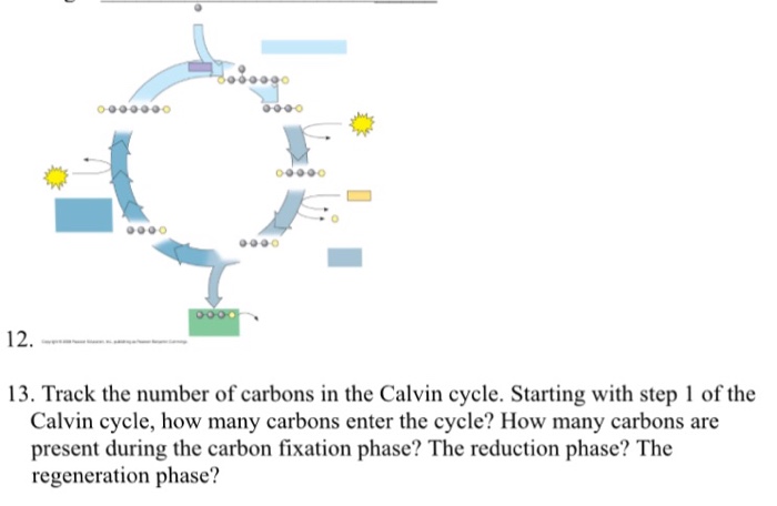 Question: Track the number of carbons in the Calvin cycle. Starting with step 1 of the Calvin cycle, how ma...