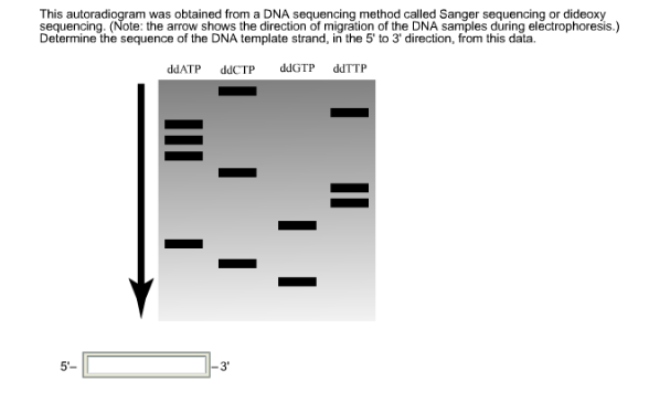 Question: This autoradiogram was obtained from a DNA sequencing method called Sanger sequencing or dideoxy ...