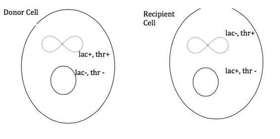 Question: An F' bacterial cell conjugated with an F- bacterial cell andthe following cells resulted: 1. Wh...