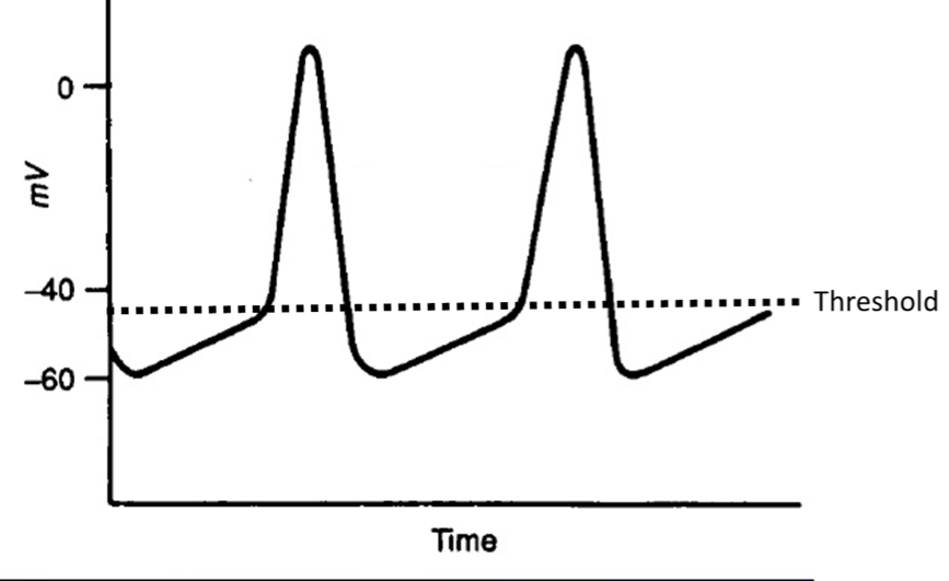 Question: 1. Pictured below is a depiction of the pacemaker potential(membrane voltage vs time).If a pati...